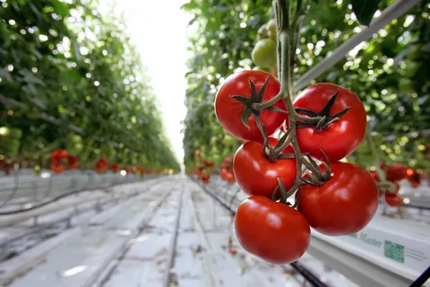 گوجه فرنگی گلخانه ای صادراتی رسیده آبدار استاندارد